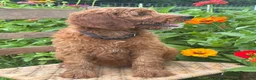 Irish Doodle dogs for sale: Maple - Ad 3