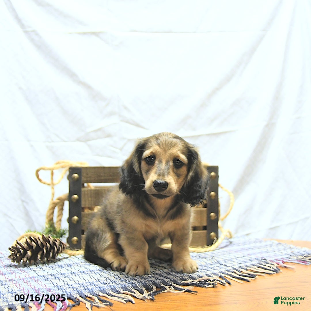Miniature Dachshund dogs for sale: Fredrick - Ad 8