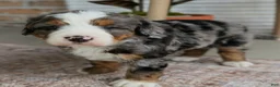 Bernedoodle dogs for sale: Skylar  - Ad 5