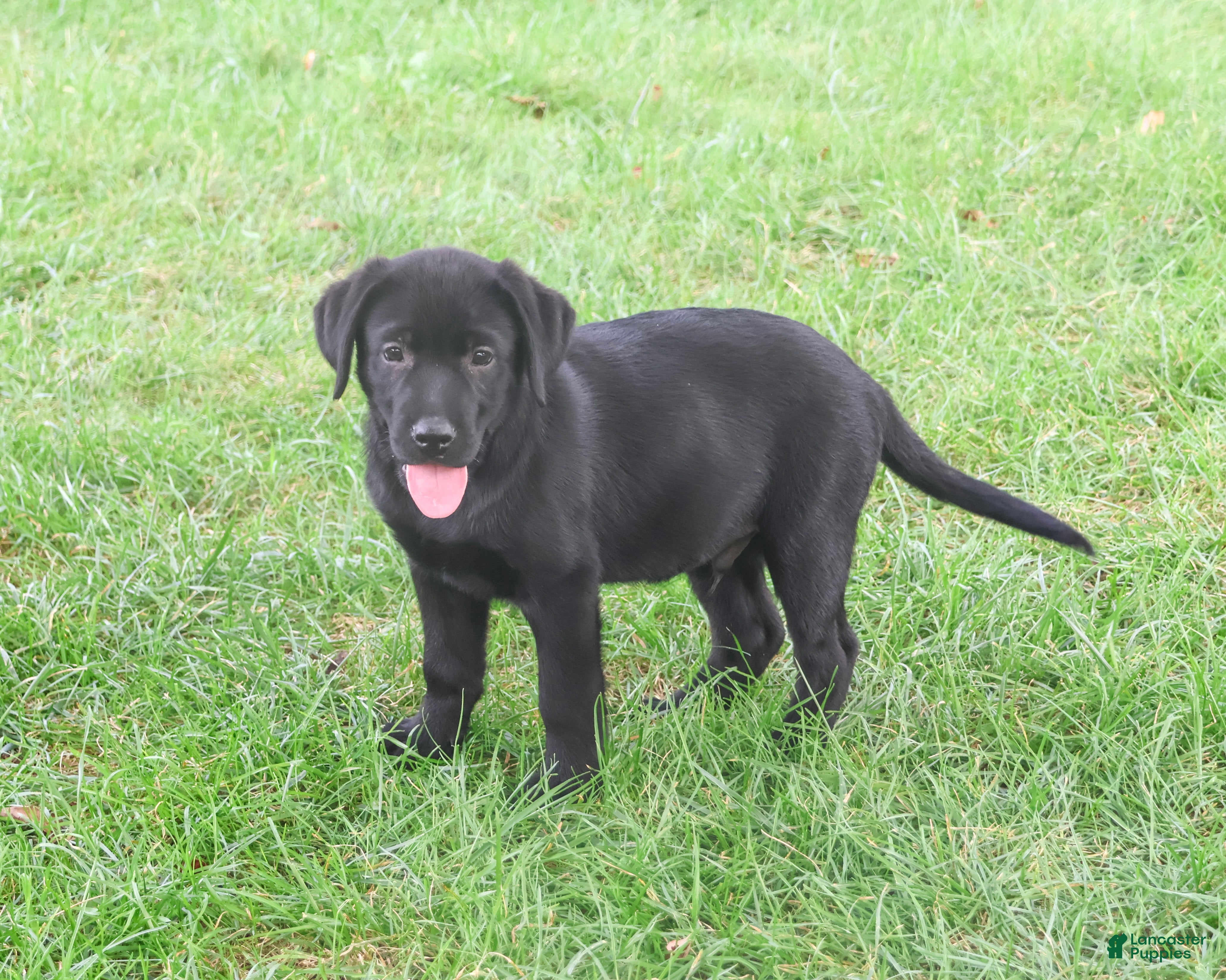 Labrador Retriever dogs Marshall - Ad 34