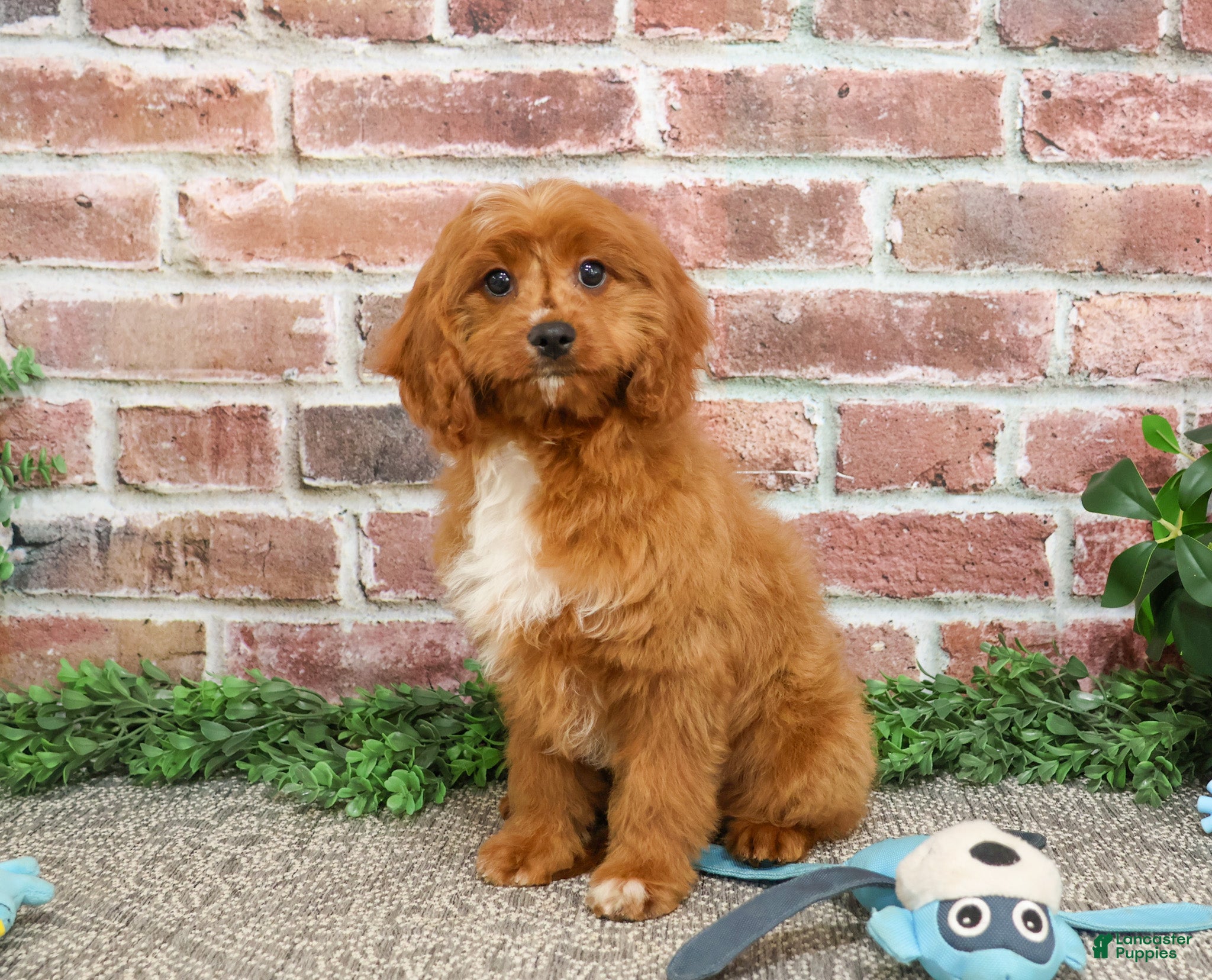 Cavapoo dogs Beau - Ad 11
