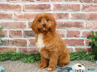 Cavapoo dogs Beau - Ad 11