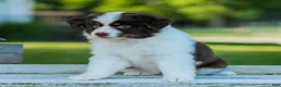 Miniature Australian Shepherd dogs for sale: Judo - Ad 5