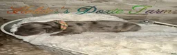 Miniature Dachshund dogs for sale: Bodie - Ad 5
