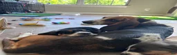 Basset Hound dogs for sale: Teddy - Ad 18