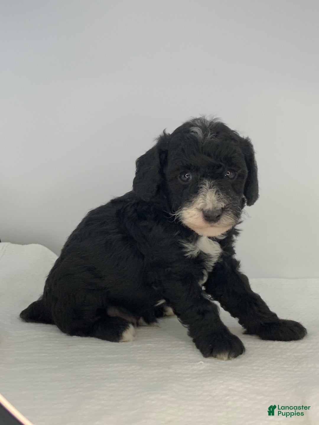 Toy Poodle dogs for sale: Ben  - Ad 7