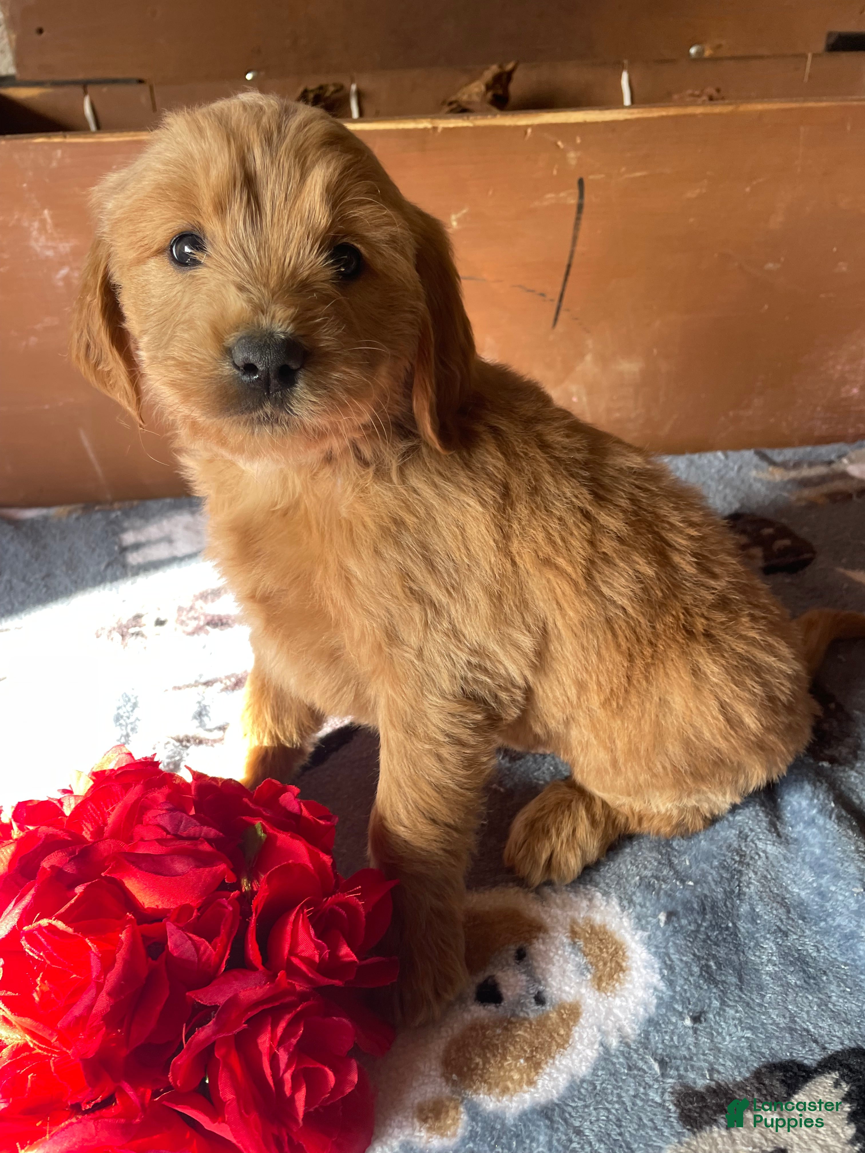 Mini Goldendoodle dogs Lenny - Ad 9