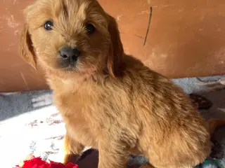 Mini Goldendoodle dogs Lenny - Ad 9