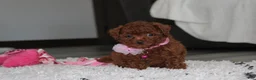 Bichpoo dogs for sale: Sugar - Ad 1