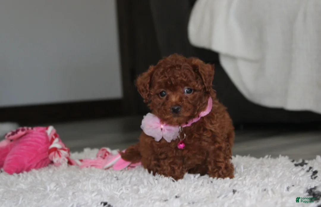 Bichpoo dogs for sale: Sugar - Ad 1