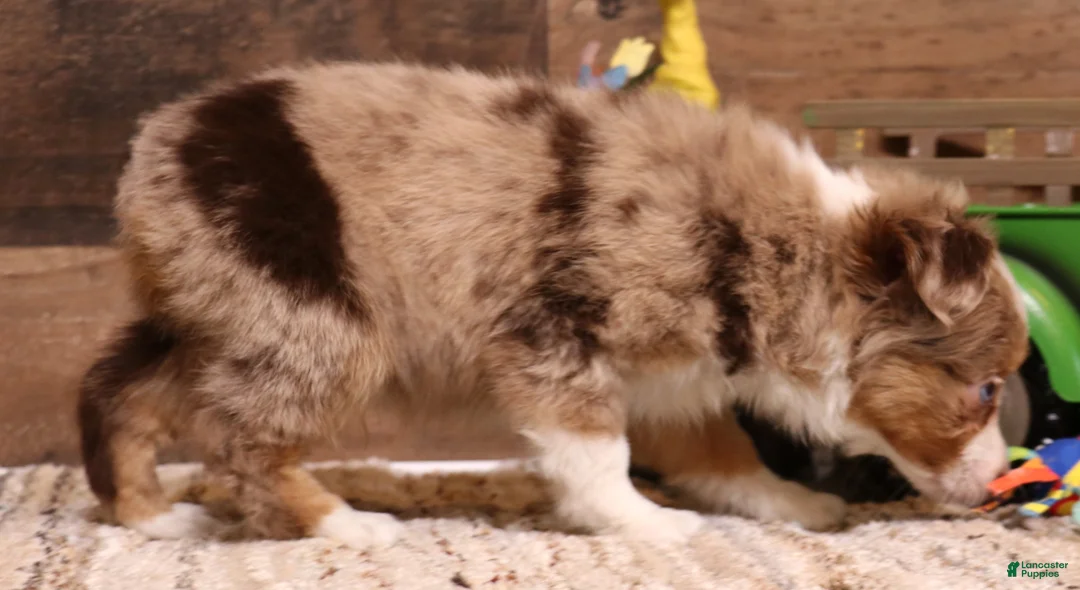 Toy Australian Shepherd dogs for sale: Canyon red merle m - Ad 2