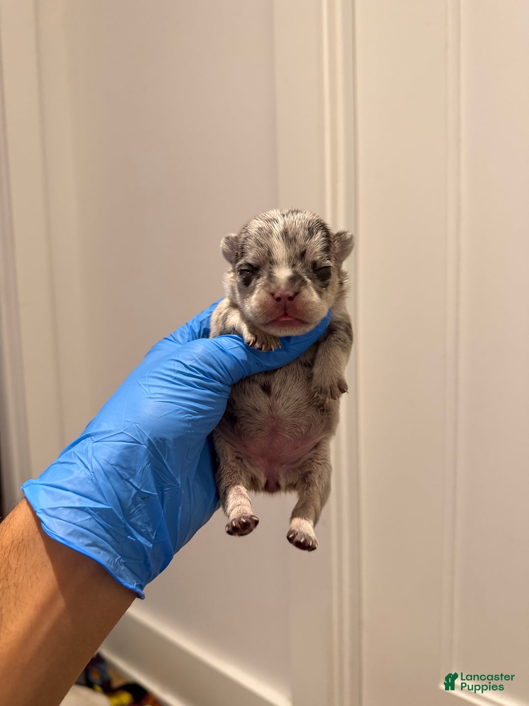 French Bulldog dogs for sale: Pepper  - Ad 1