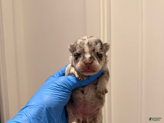 French Bulldog dogs Pepper - Ad 25