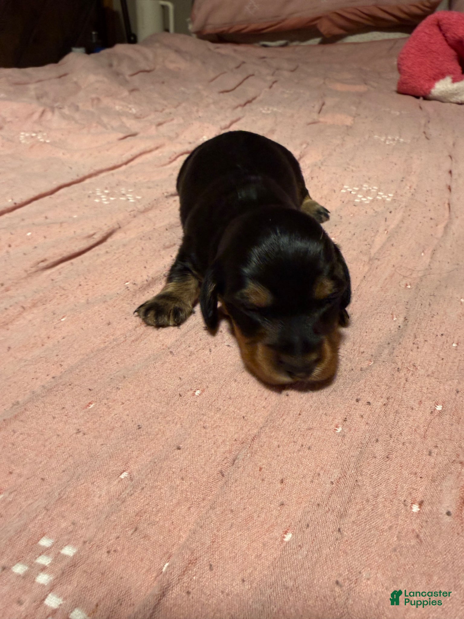 Miniature Dachshund dogs Miniature Dachshund Puppy 1 - Ad 1