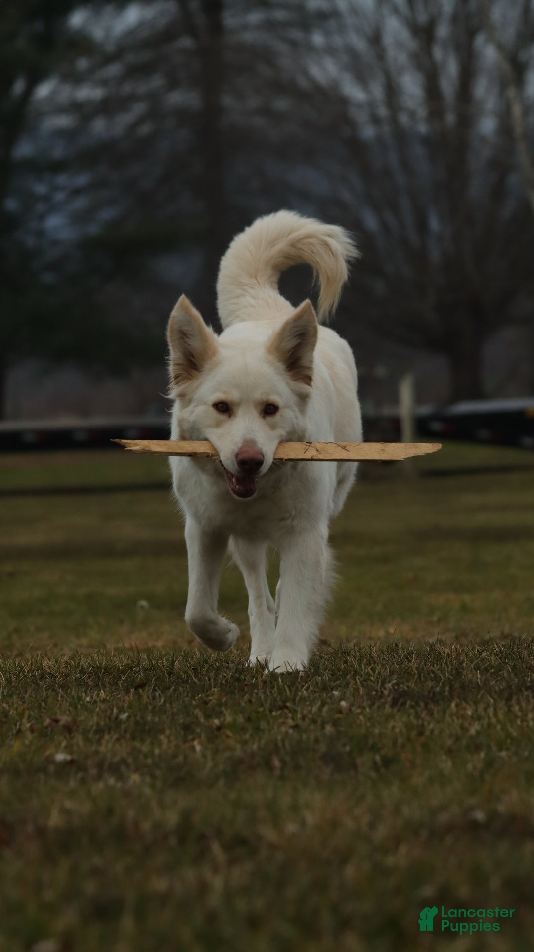 Mixed Breed dogs for sale: Mixed Breed Puppy 6 - Ad 9