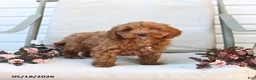 Cockapoo dogs for sale: Joey - Ad 9