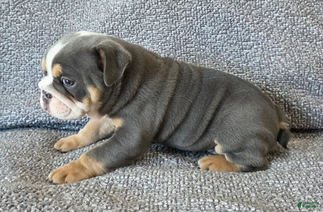 English Bulldog dogs for sale: AKC Harrison - Ad 5