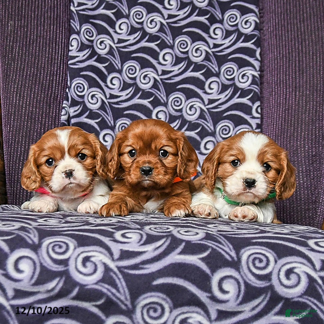 Cavalier King Charles Spaniel dogs for sale: Bobby - Ad 5