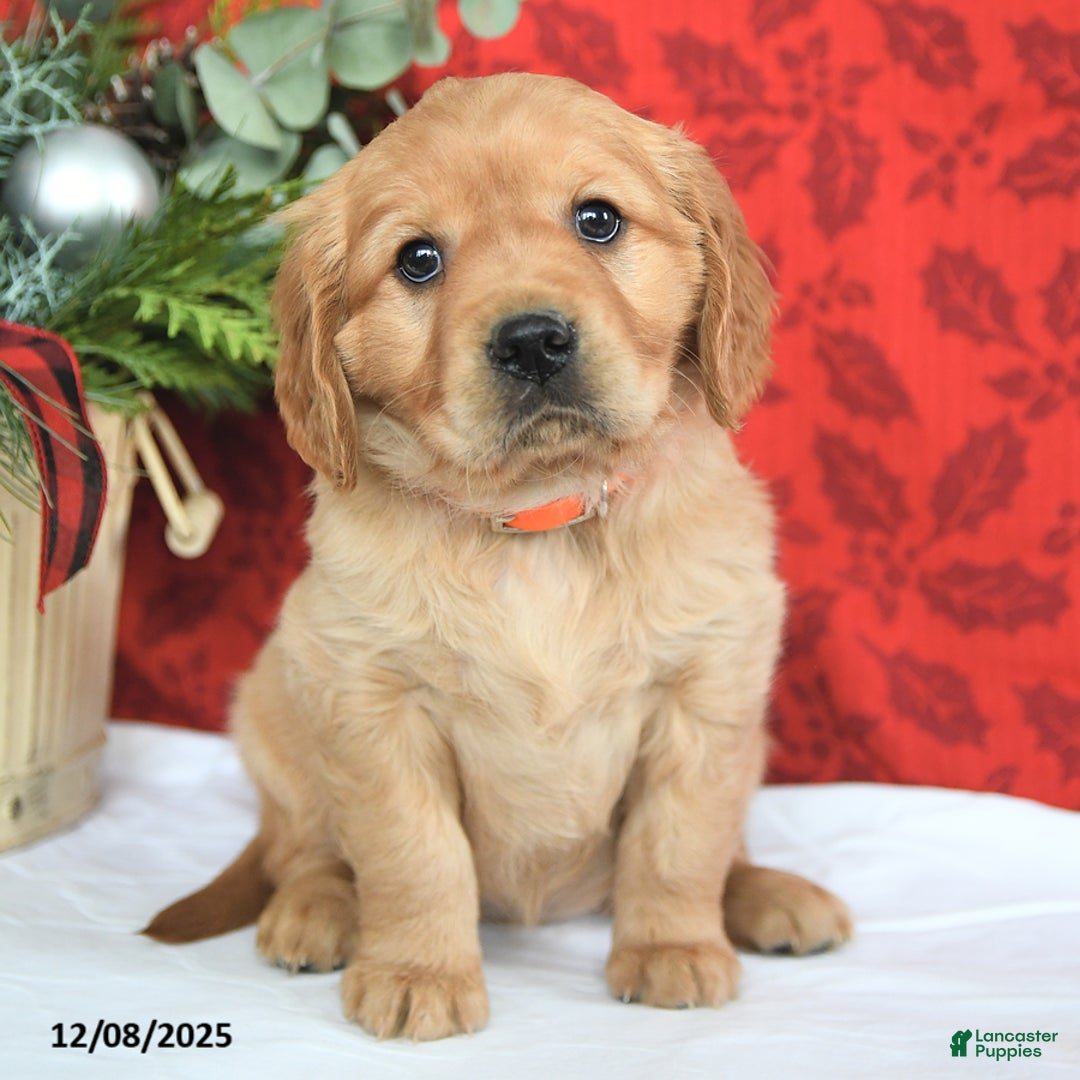 Miniature Golden Retriever dogs for sale: Hope  - Ad 4
