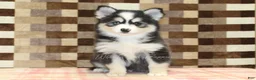 Pomsky dogs for sale: Bandit - Ad 3