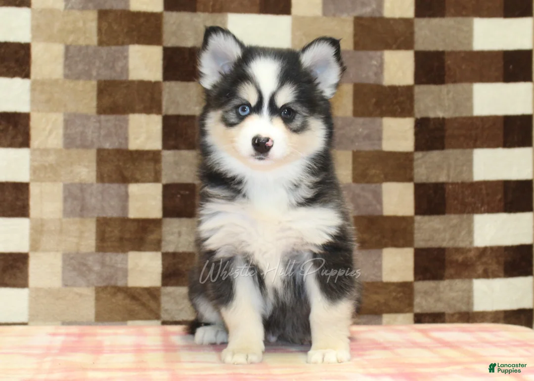 Pomsky dogs for sale: Bandit - Ad 3