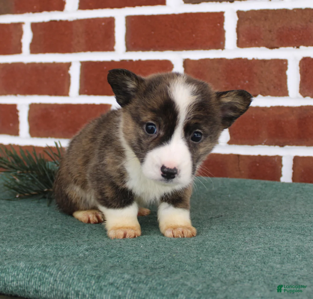 Welsh Corgi Pembroke dogs for sale: Jerry - Ad 4