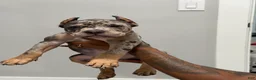 American Bully dogs for sale: American Bully 2 - Ad 3