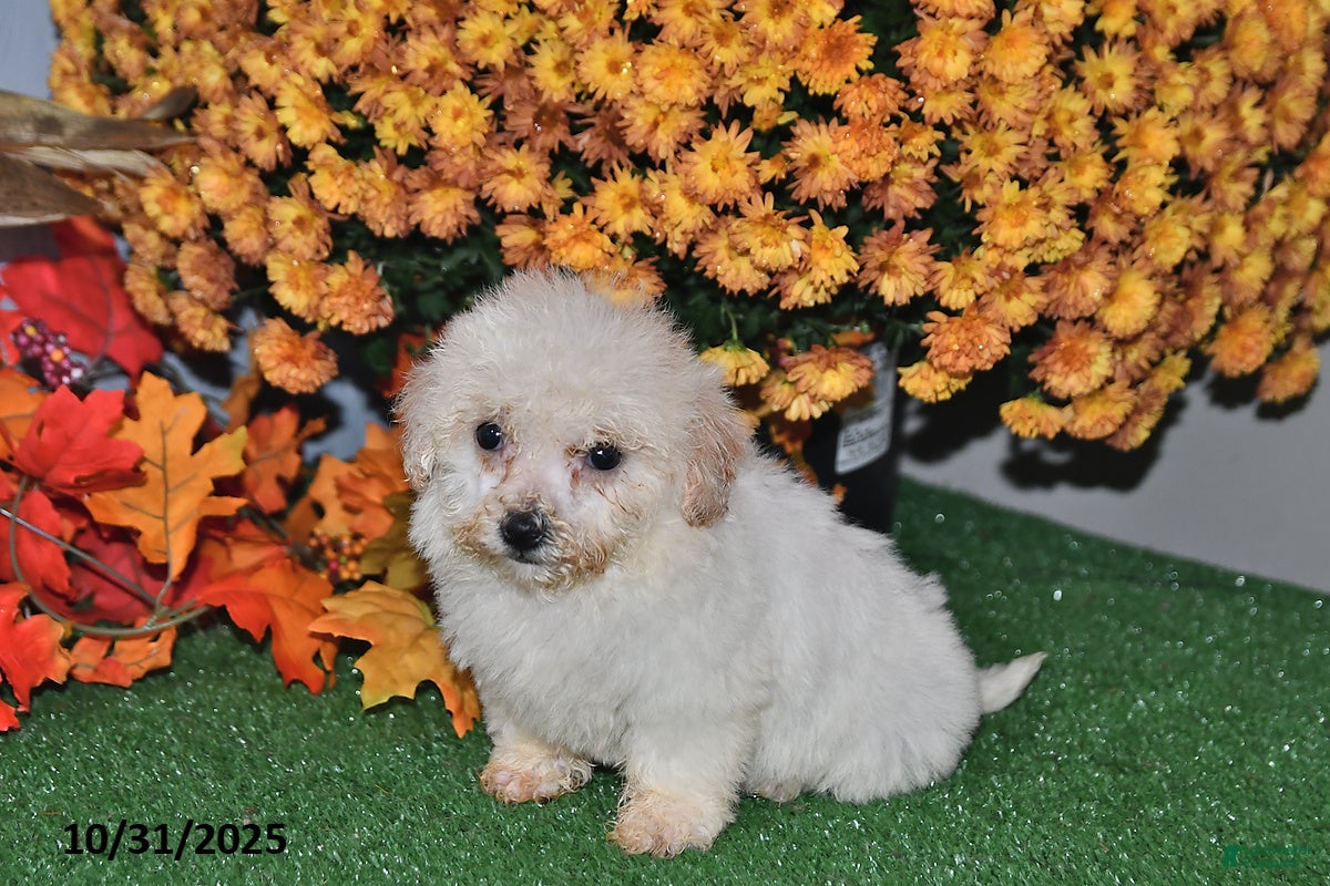 Teddy Bear dogs Nicole - Ad 39