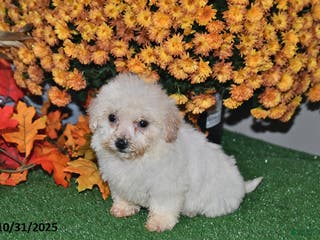 Teddy Bear dogs Nicole - Ad 41