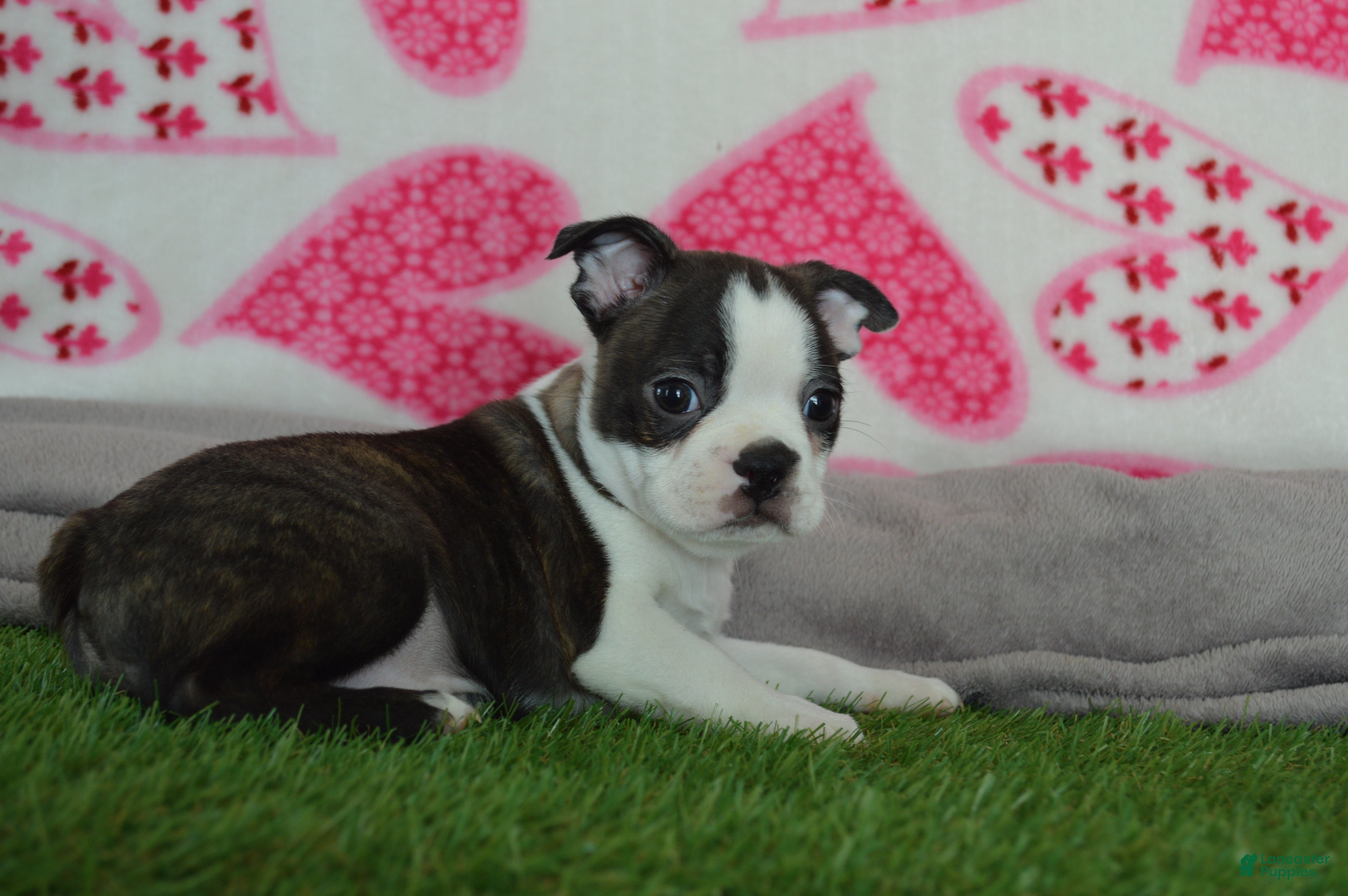 Boston Terrier dogs Jimmy - Ad 3