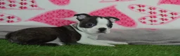 Boston Terrier dogs for sale: Jimmy - Ad 1