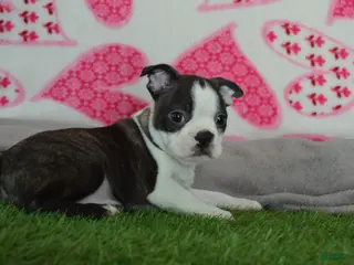 Boston Terrier dogs Jimmy - Ad 3