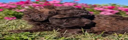 Toy Poodle dogs for sale: Twix - Ad 6