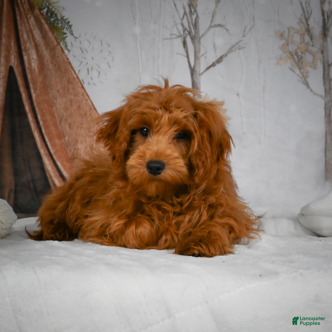 Mini Goldendoodle dogs for sale: Rita - Ad 1