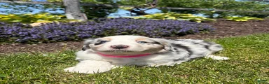 Matilda