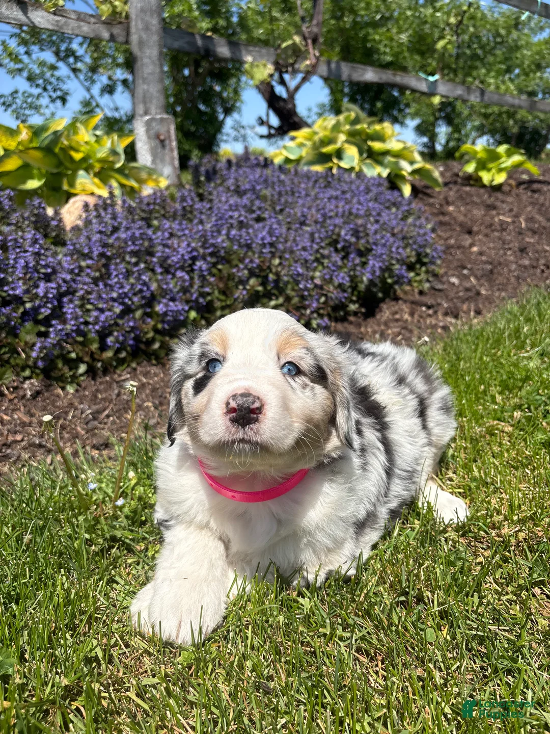 Australian Shepherd dogs for sale: Matilda - Ad 1