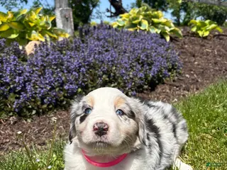Australian Shepherd dogs Matilda - Ad 40