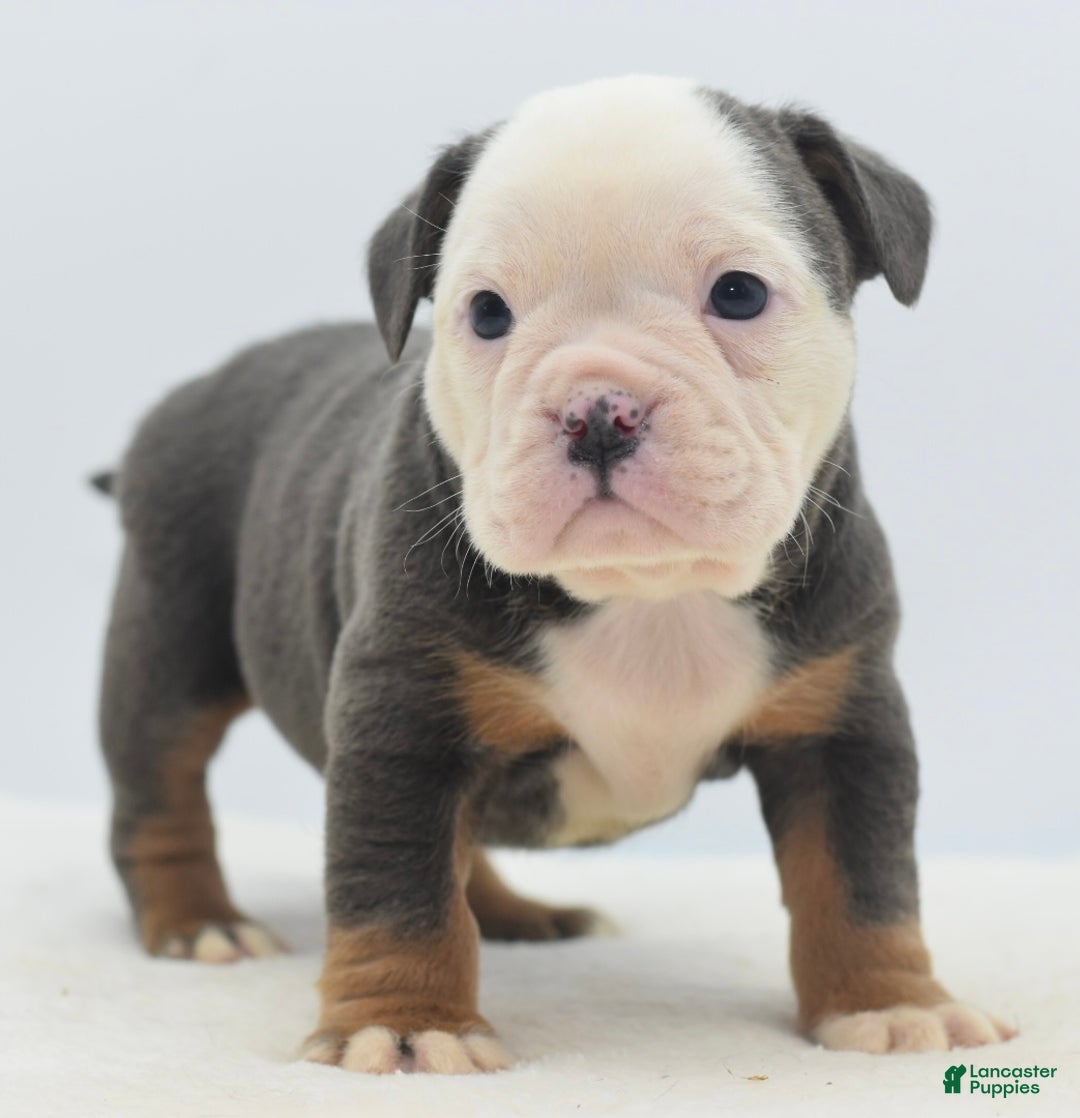 Mixed Breed dogs for sale: Duece mini bulldog  - Ad 19