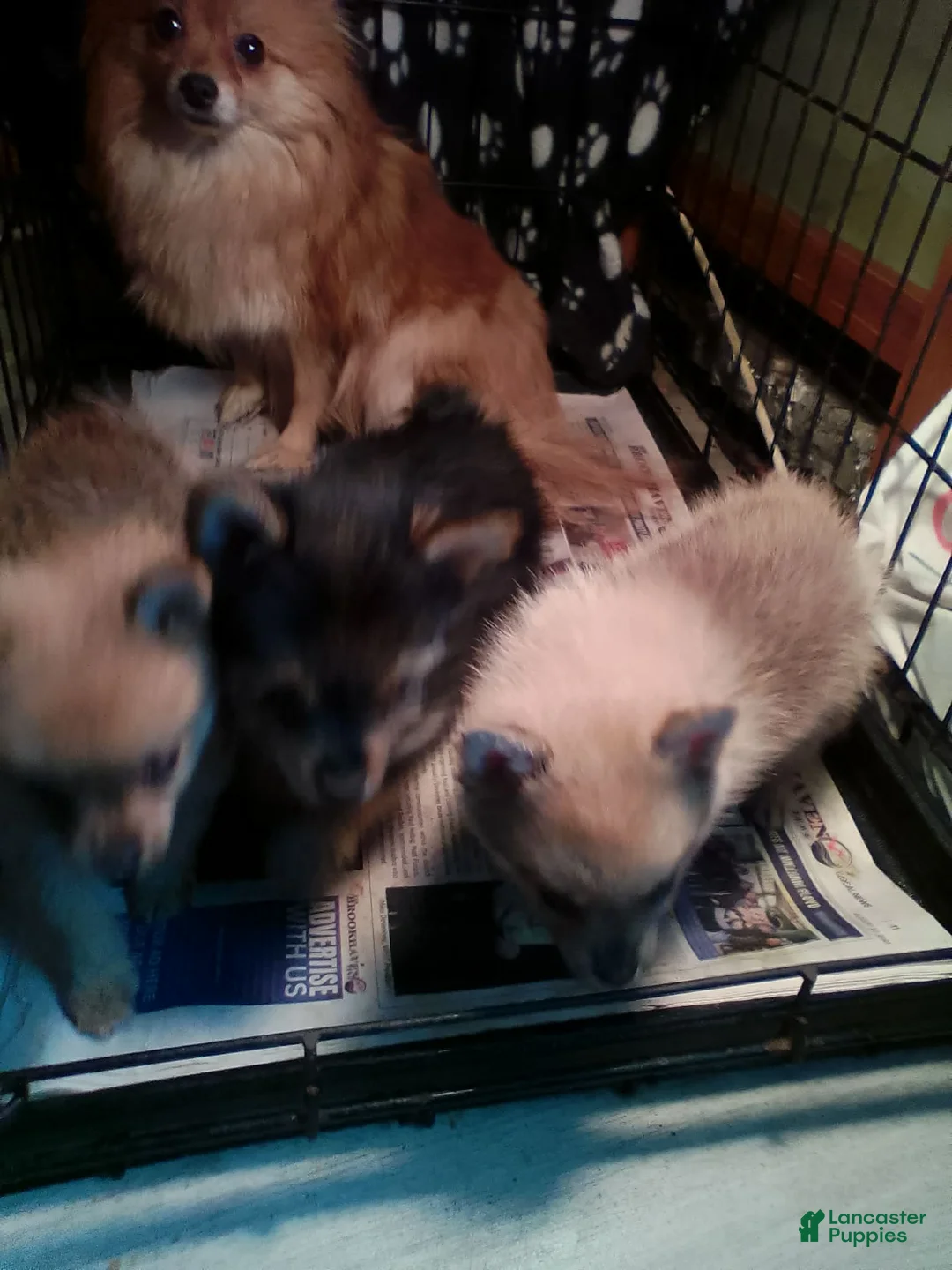 Mixed Breed dogs for sale: Mixed Breed Puppy 1 - Ad 2