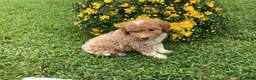 Mini Goldendoodle dogs for sale: Rocky - Ad 3