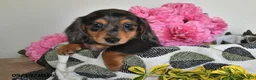Miniature Dachshund dogs for sale: Bingo - Ad 4