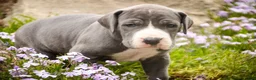 Great Dane dogs for sale: Hope - Ad 4