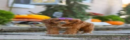 Cavapoo dogs for sale: Clover - Ad 11