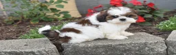 Shih Tzu dogs for sale: Biscuit - Ad 3