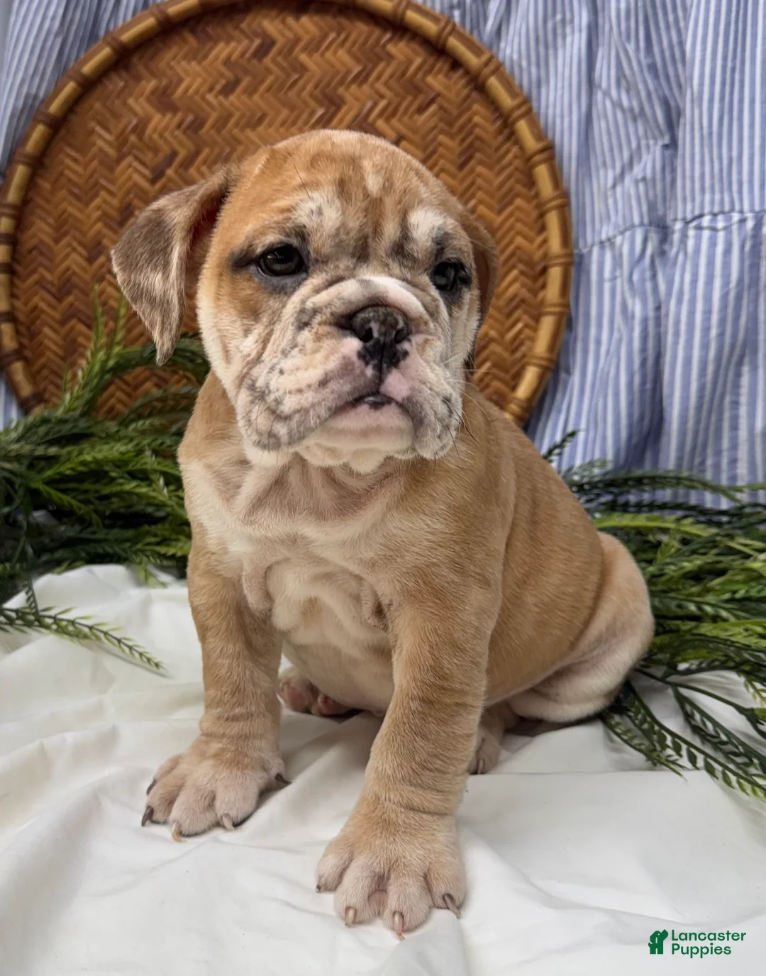 English Bulldog dogs for sale: Skye - Ad 3