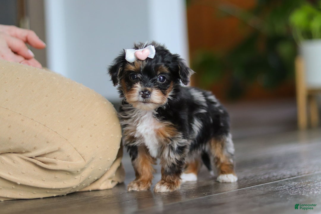 Yorkiepoo dogs for sale: Chanel - Ad 5