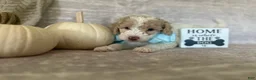 Goldendoodle dogs for sale: Jade 🩵 - Ad 5