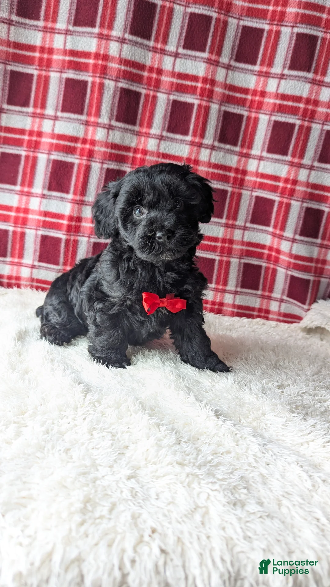 Yorkiepoo dogs for sale: Axel - Ad 5