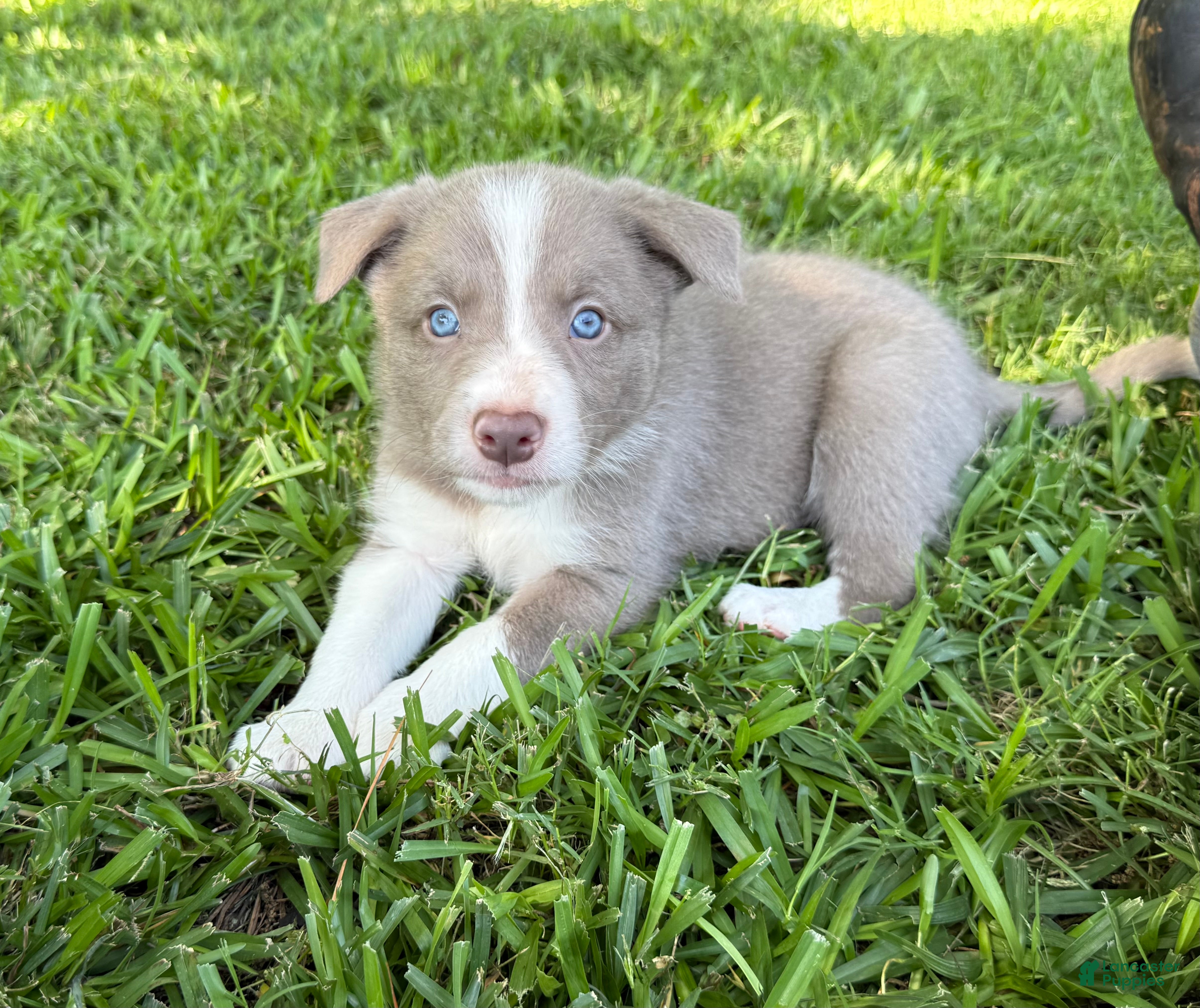 Border Collie dogs Lilac short hair MALE - Ad 1