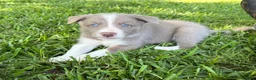 Border Collie dogs for sale: Lilac short hair MALE - Ad 1